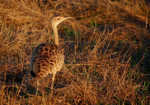 Gorongosa National Park, Mozambique |