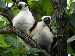 Coquerel's Sifakas, Ankarafantsika National Park, Madagascar | Frank Vassen - (CC BY 2.0)