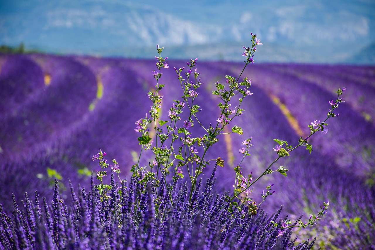 Provence Lavender Fields: A Fragrant Summer Getaway