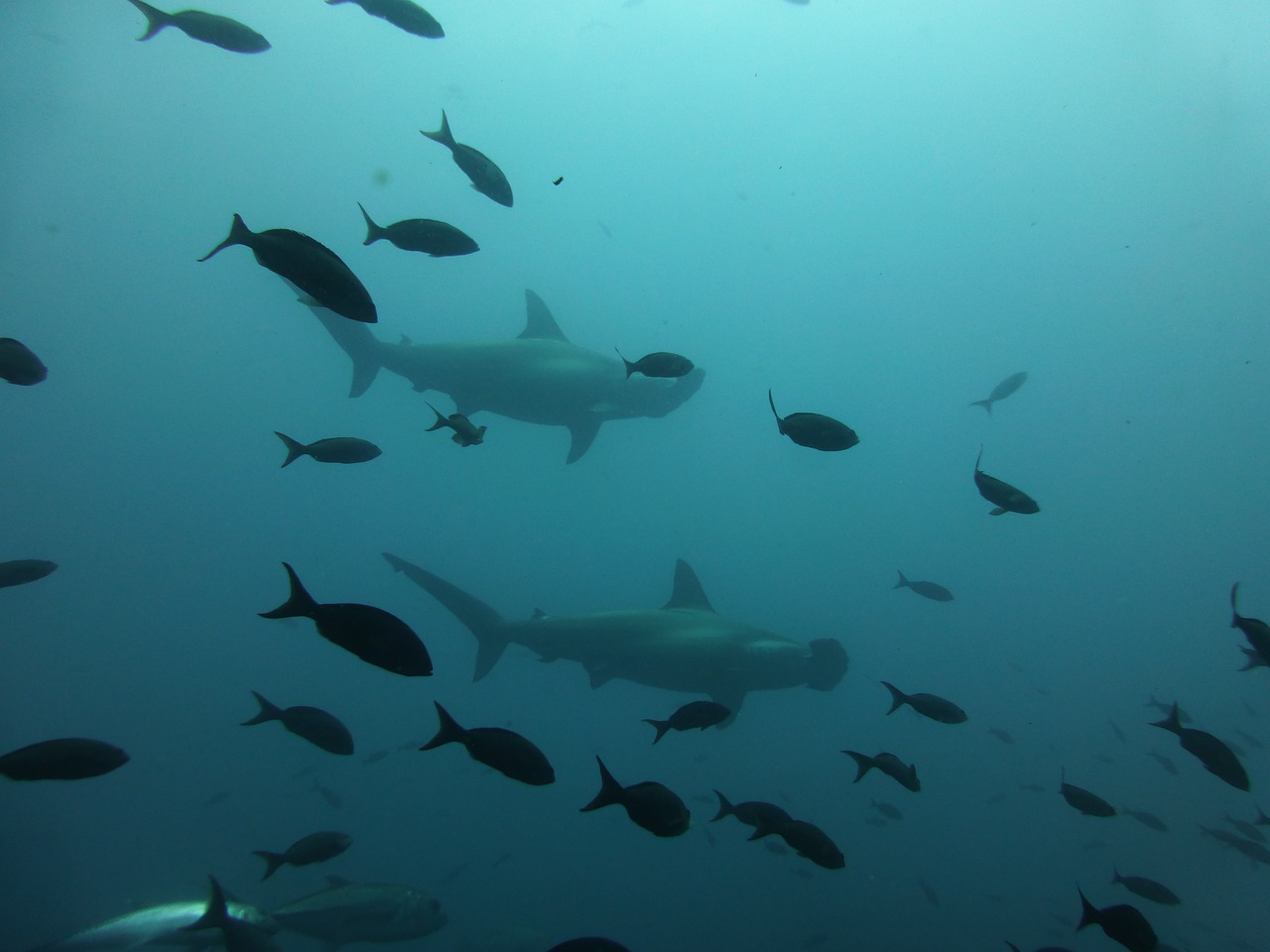 Îles galapagos