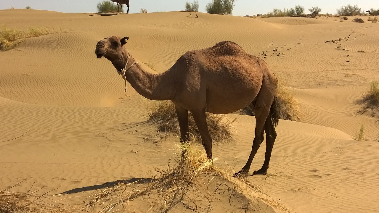 camel-Turkmenistan